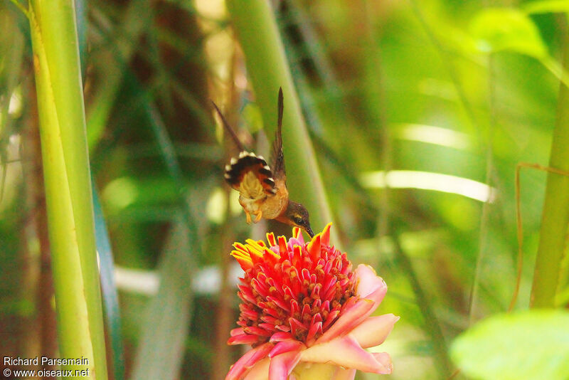 Rufous-breasted Hermitadult