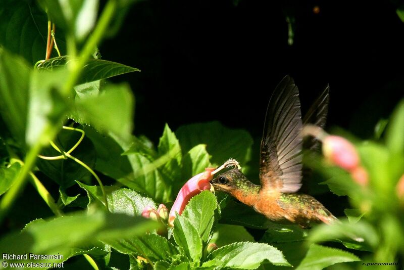 Rufous-breasted Hermitadult