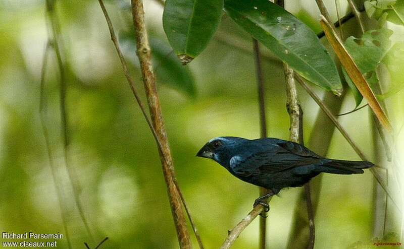 Évêque bleu-noir mâle adulte, identification