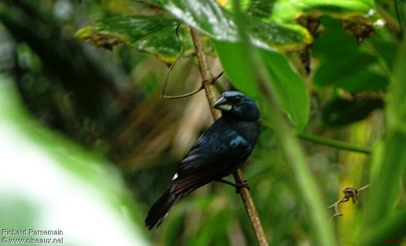 Blue-black Grosbeak male adult