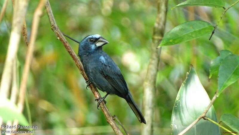 Évêque bleu-noir mâle adulte, identification