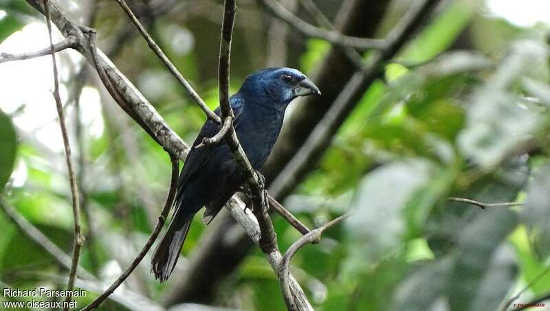 Blue-black Grosbeak male adult, identification