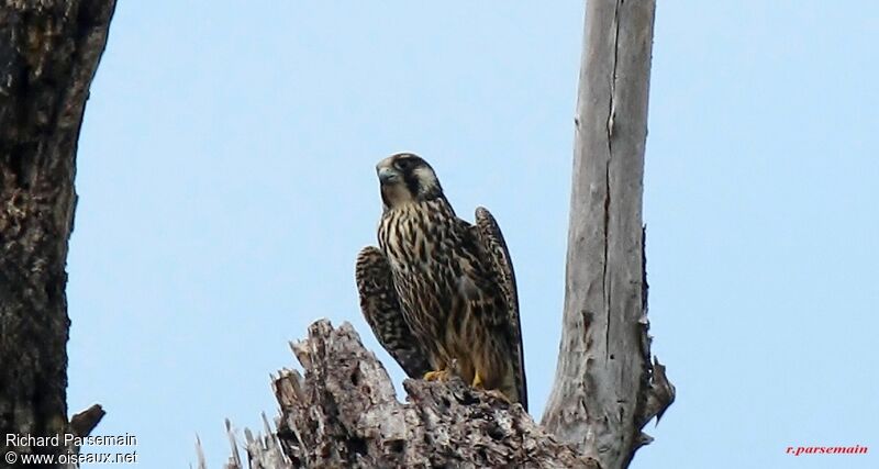 Peregrine Falconadult