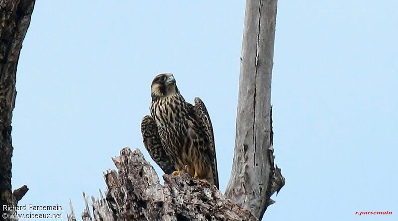 Peregrine Falconadult