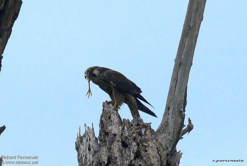 Peregrine Falcon