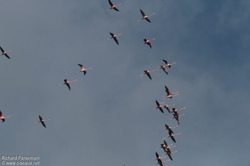 American Flamingoadult, Flight