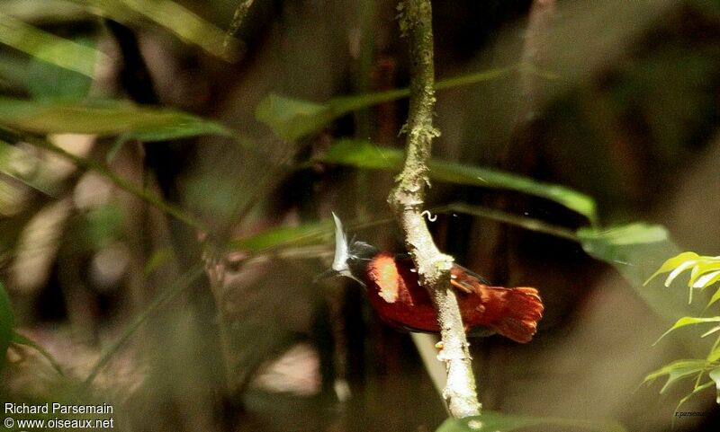 White-plumed Antbird male adult