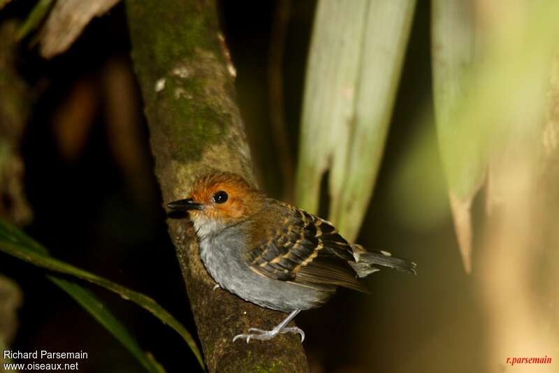 Common Scale-backed Antbird female adult, identification