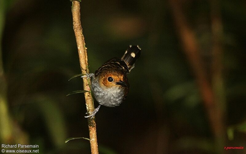 Common Scale-backed Antbird female adult