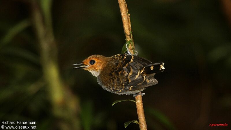 Common Scale-backed Antbird female adult, Behaviour