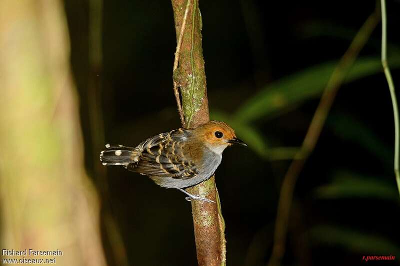 Fourmilier zébré femelle adulte, identification