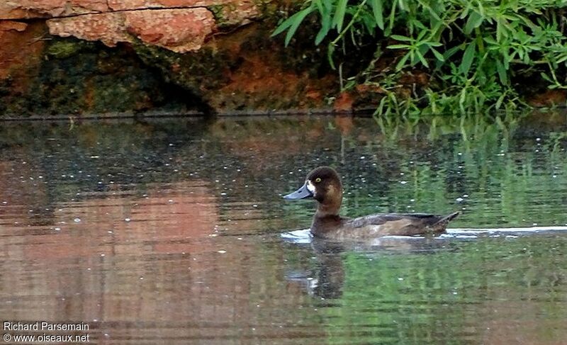 Lesser Scaup male First year