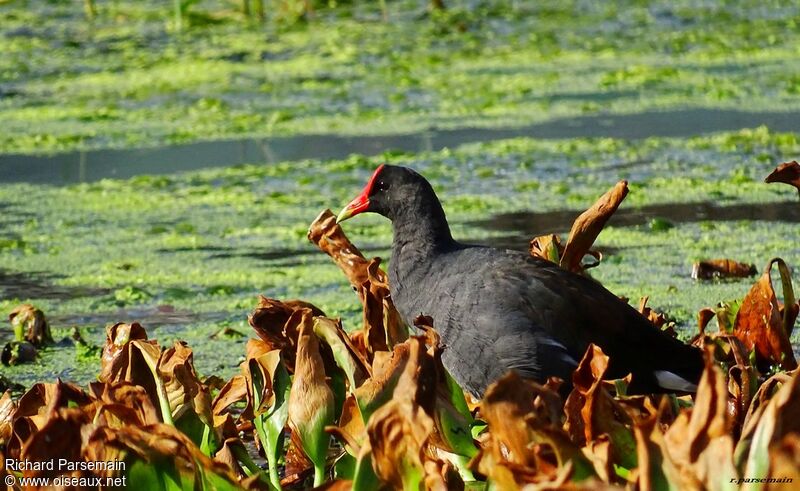 Gallinule d'Amériqueadulte