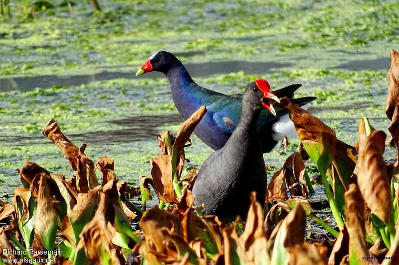 Gallinule d'Amériqueadulte, pigmentation, chant