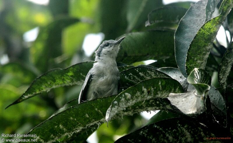 Tropical Gnatcatcher female adult