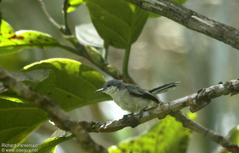 Tropical Gnatcatcher female adult