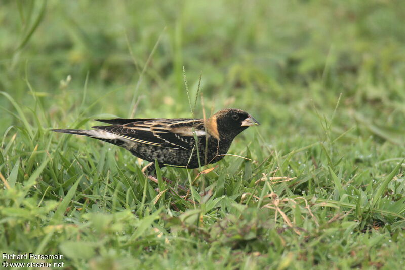 Bobolink male, walking, eats