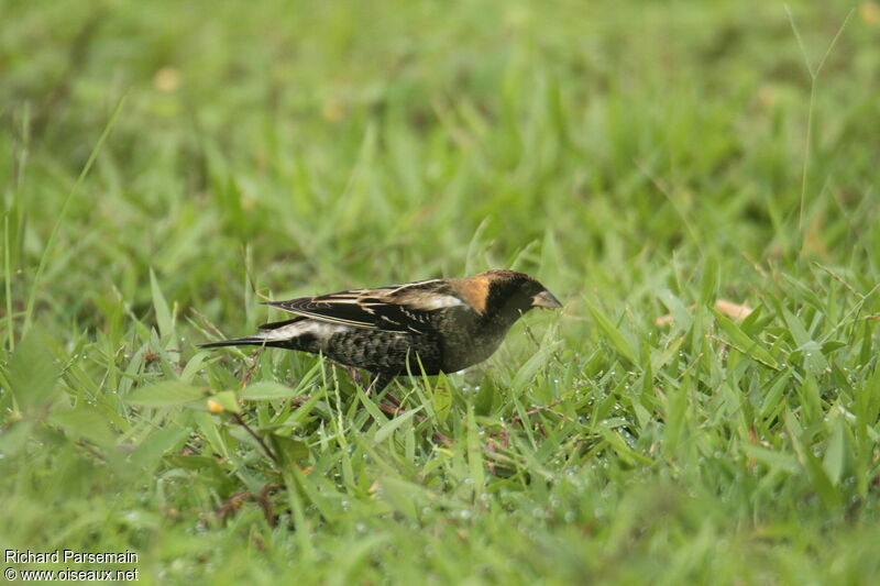 Bobolink male, walking, eats