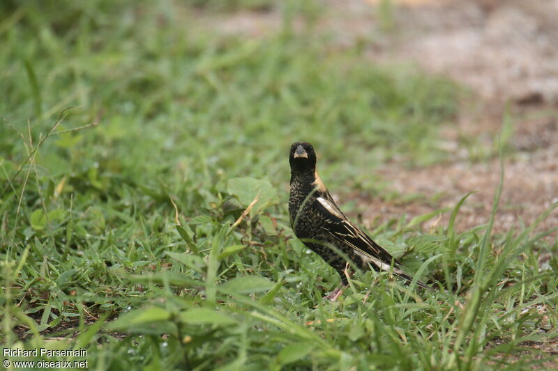 Bobolinkadult, walking, eats