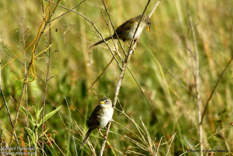 Wedge-tailed Grass Finchadult