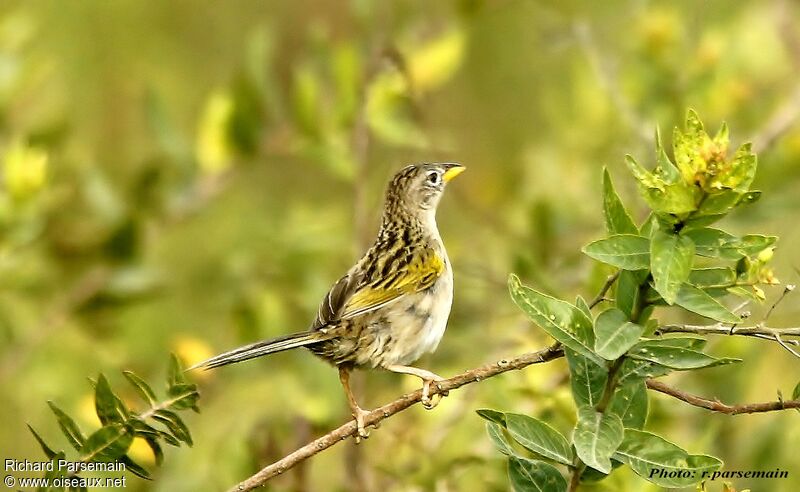 Wedge-tailed Grass Finchadult