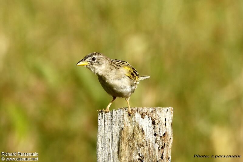 Wedge-tailed Grass Finchadult