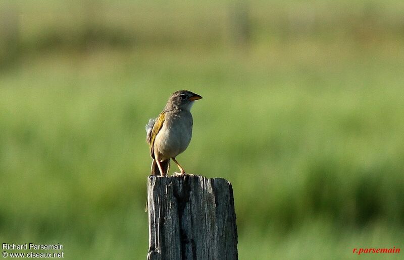 Wedge-tailed Grass Finchadult