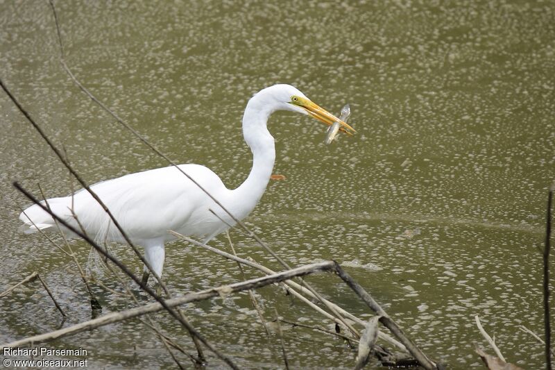 Great Egret