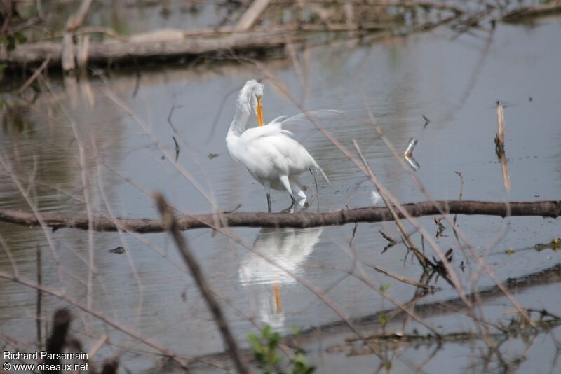 Great Egret