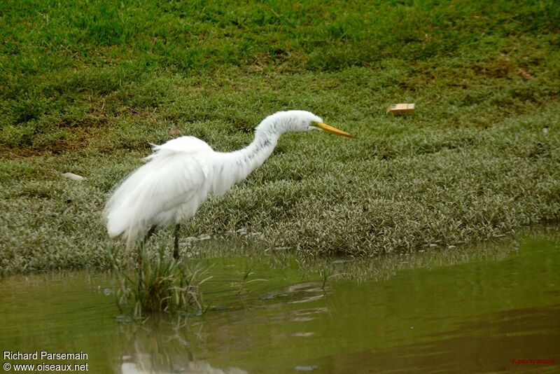 Great Egretadult