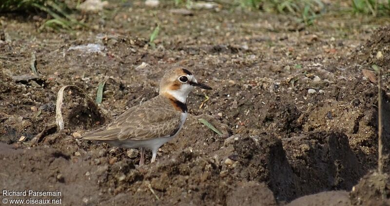 Collared Ploveradult