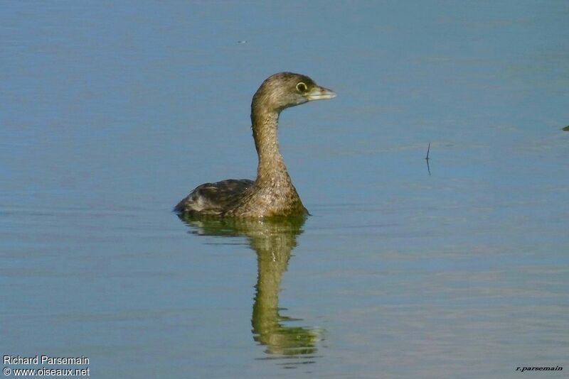 Pied-billed Grebeadult, swimming