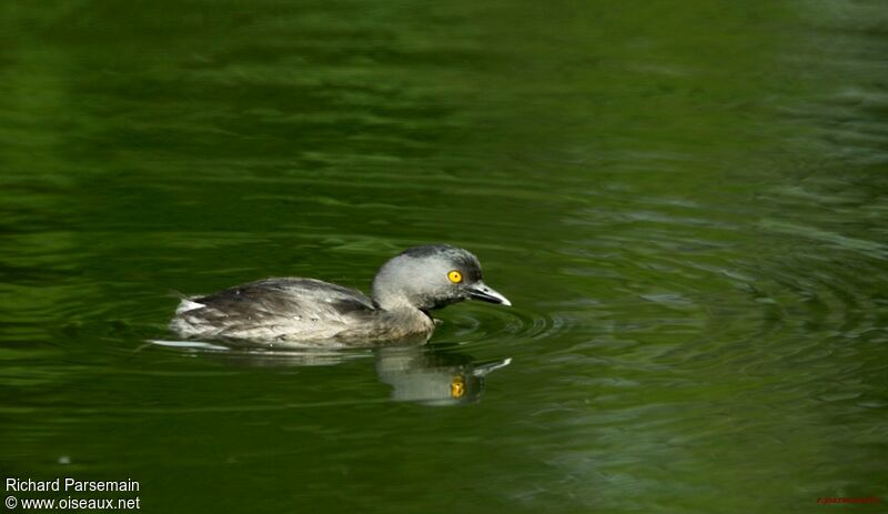 Least Grebeadult, swimming