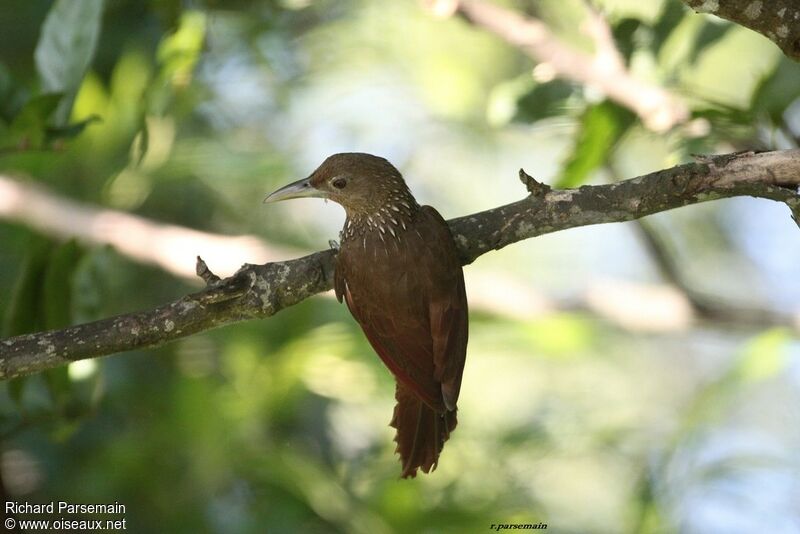 Cinnamon-throated Woodcreeperadult