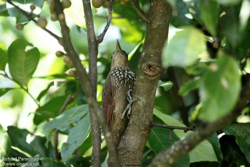 Cinnamon-throated Woodcreeperadult