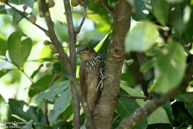 Cinnamon-throated Woodcreeperadult, close-up portrait