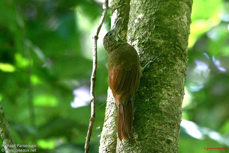 Amazonian Barred Woodcreeperadult