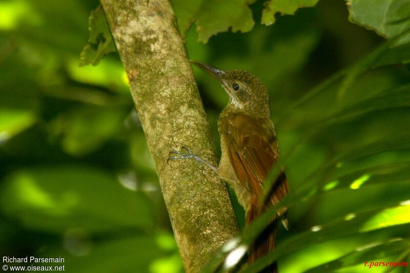 Amazonian Barred Woodcreeperadult