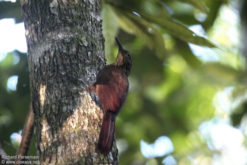 Amazonian Barred Woodcreeperadult