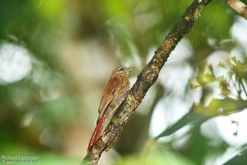 Wedge-billed Woodcreeperadult