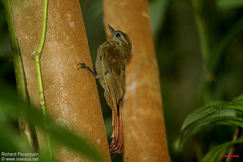 Wedge-billed Woodcreeper