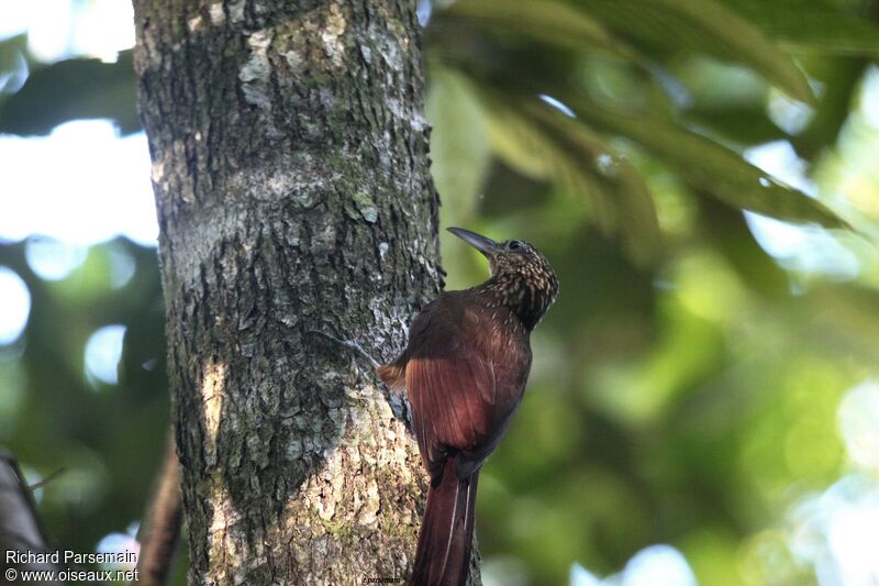 Buff-throated Woodcreeperadult