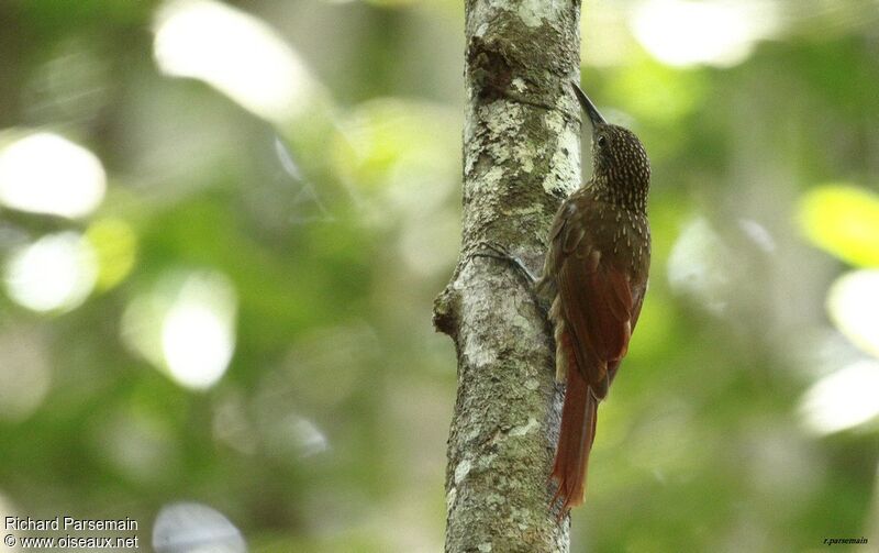 Buff-throated Woodcreeperadult