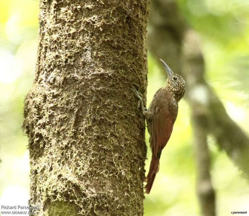 Buff-throated Woodcreeperadult, identification