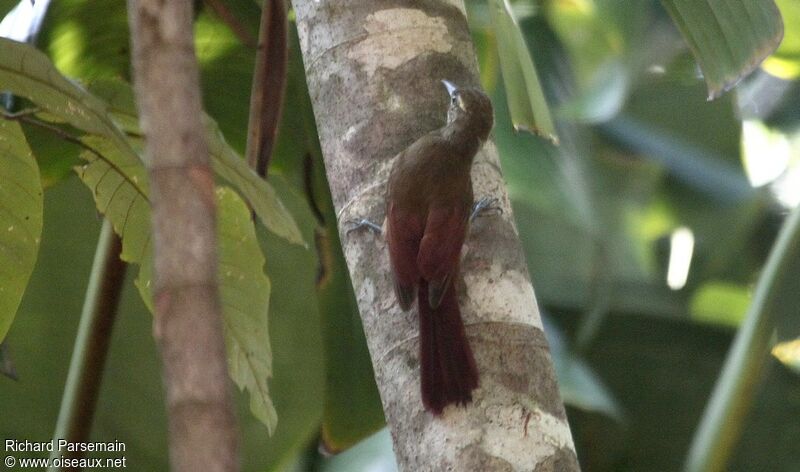 Plain-brown Woodcreeperadult