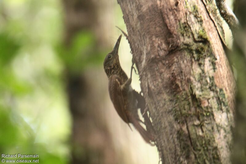 Chestnut-rumped Woodcreeper