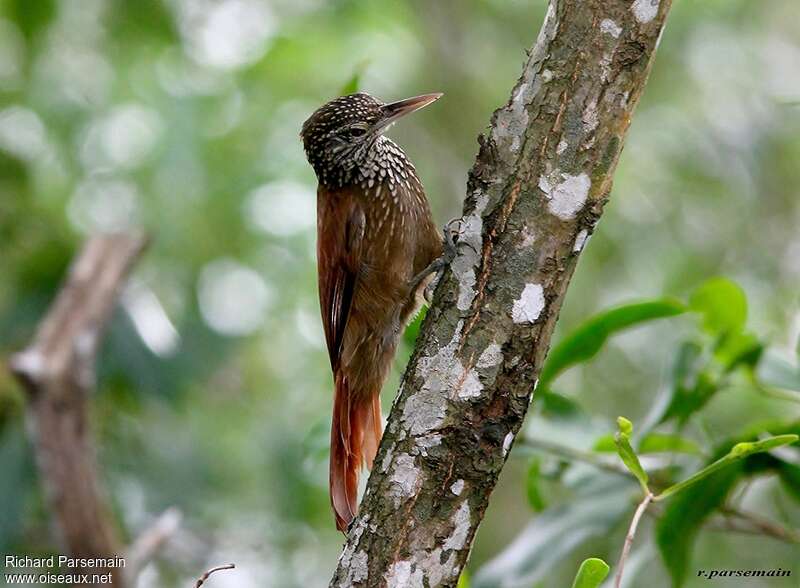 Straight-billed Woodcreeperadult, identification