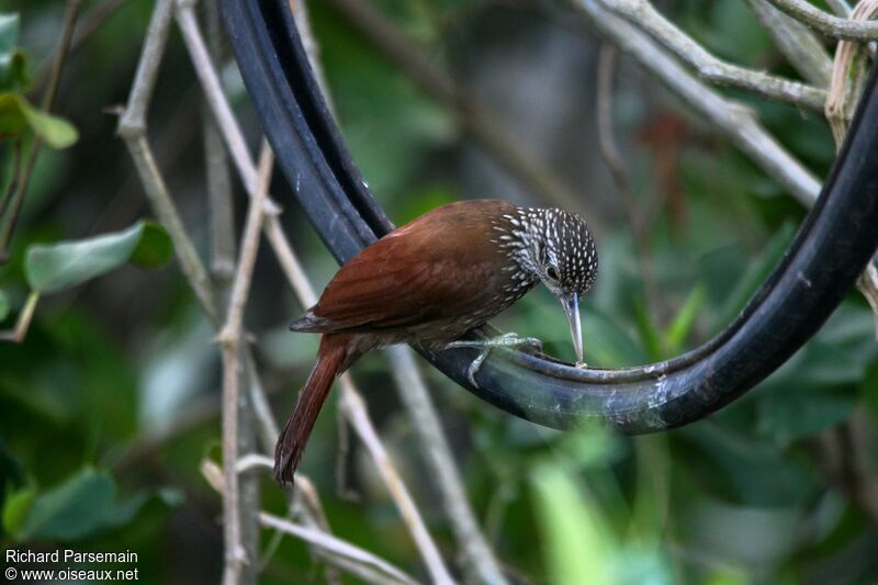 Straight-billed Woodcreeperadult