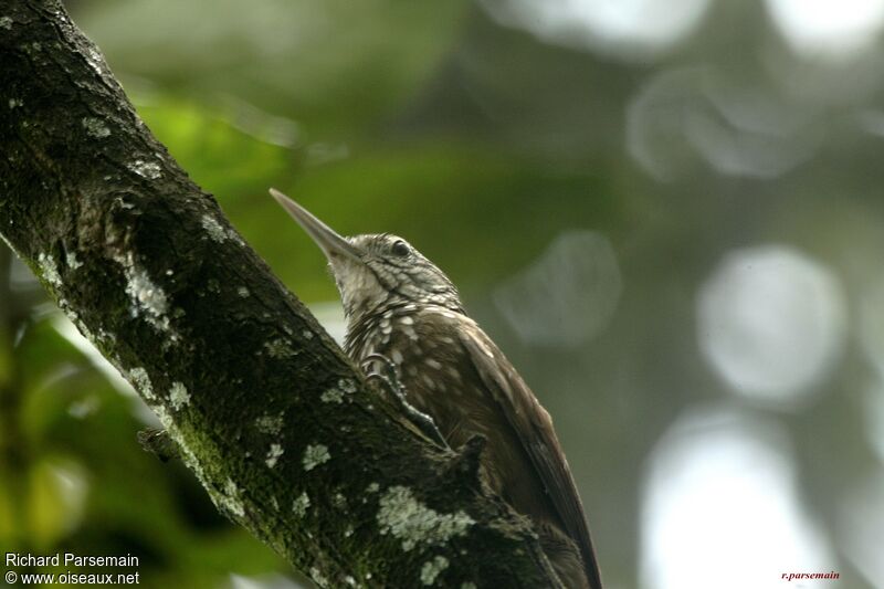 Straight-billed Woodcreeperadult