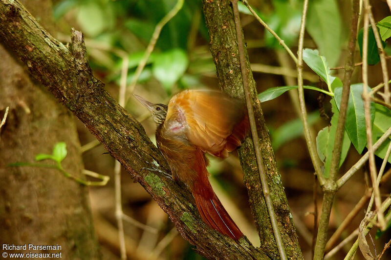 Straight-billed Woodcreeperadult